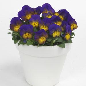 Viola Sorbet XP Morpho (144)